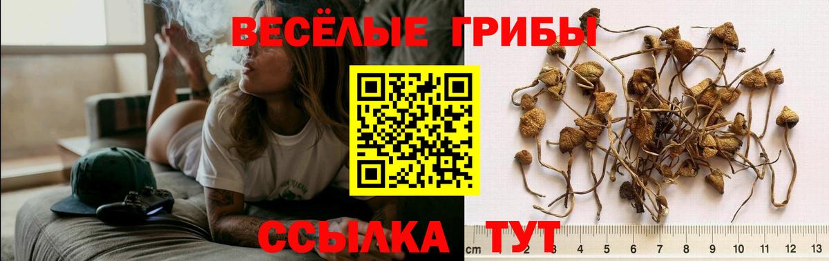 Псилоцибиновые грибы Psilocybe Тула